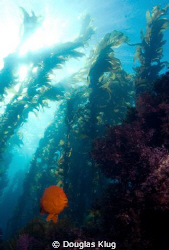 California Jewel. A Garibaldi against the kelp forest at ... by Douglas Klug 